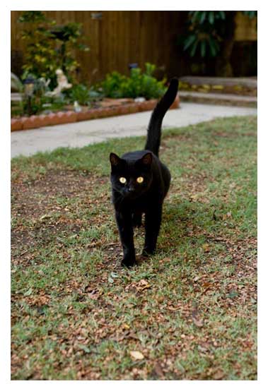 aaacat