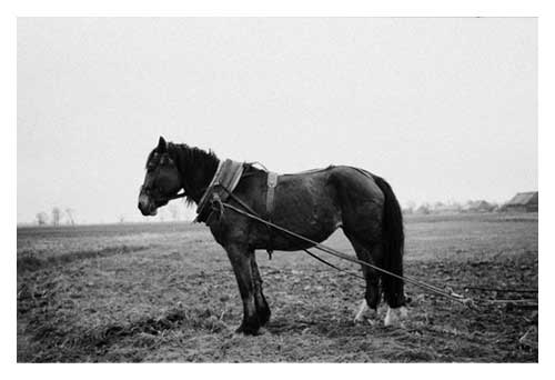 aaashirehorse