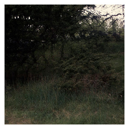 aaaundergrowth