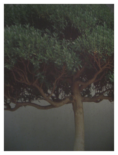 aaaceal_floyer