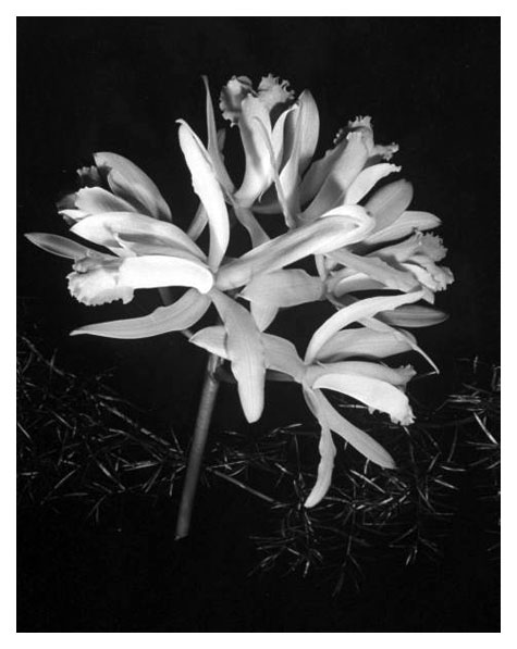aaaflower2