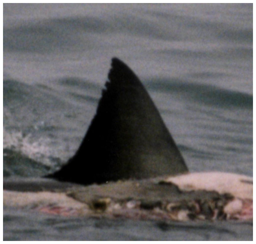 aaashark