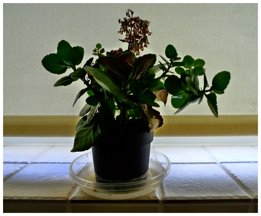 aaaplant